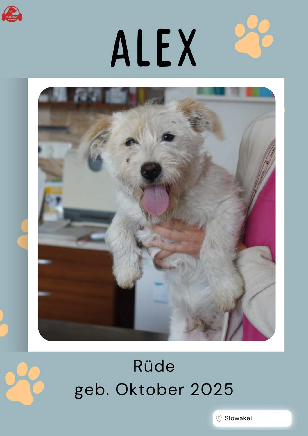 T-Dogs Hundevermittlung in 97775 Burgsinn