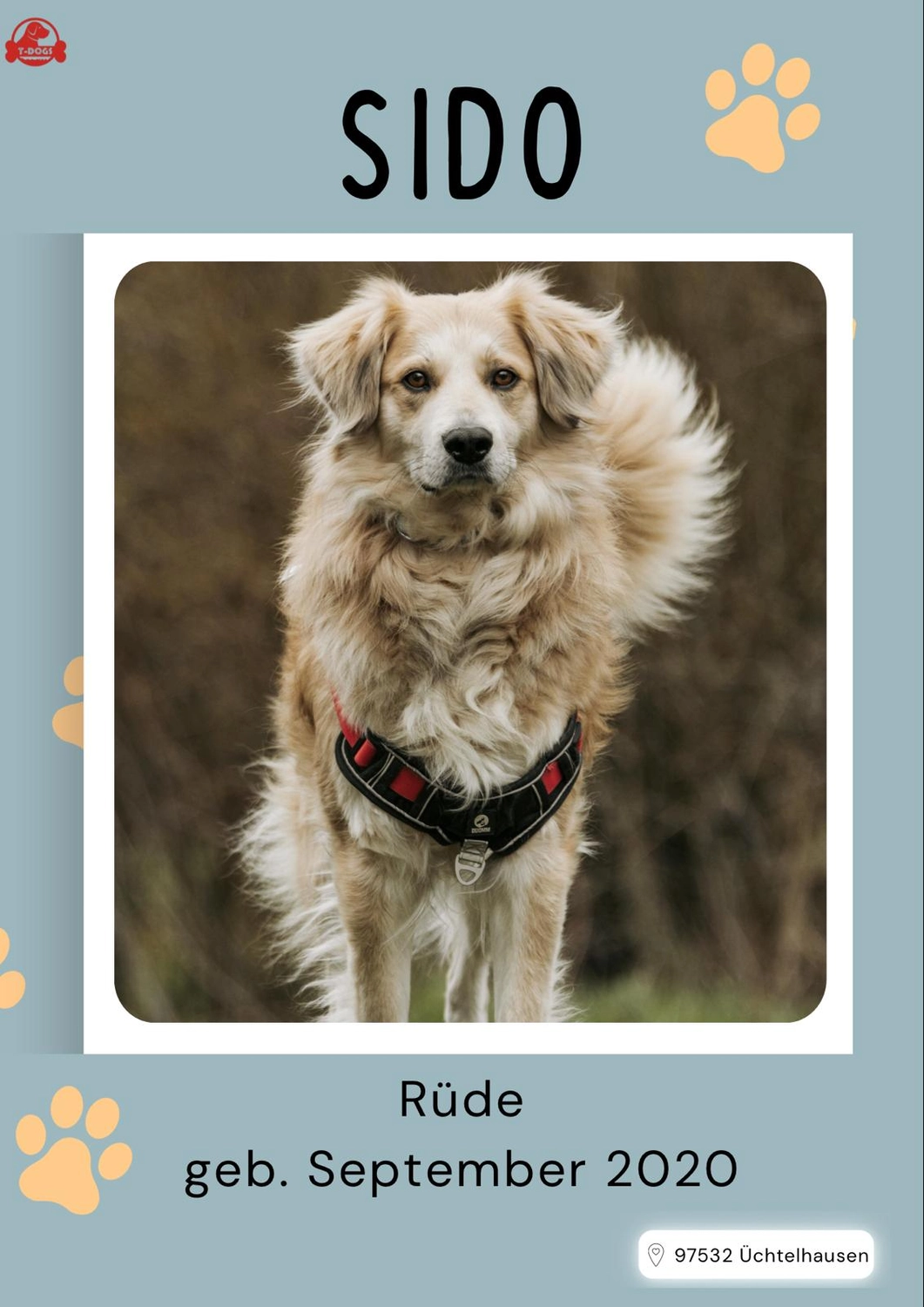 T-Dogs Hundevermittlung in 97775 Burgsinn