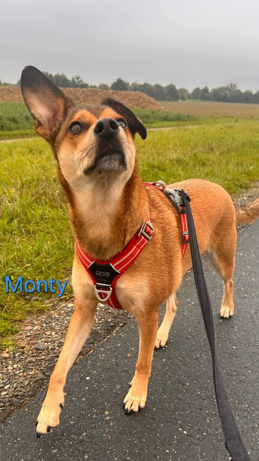 T-Dogs Hundevermittlung in 97775 Burgsinn