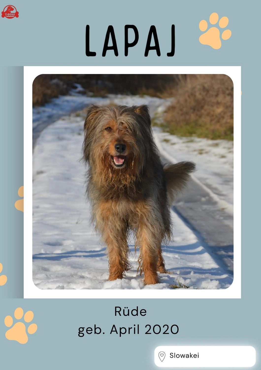 T-Dogs Hundevermittlung in 97775 Burgsinn