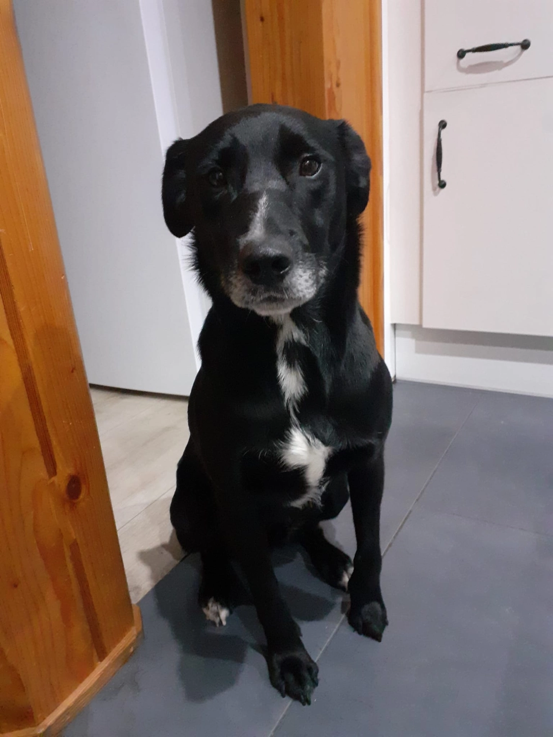 T-Dogs Tierschutzverein Burgsinn