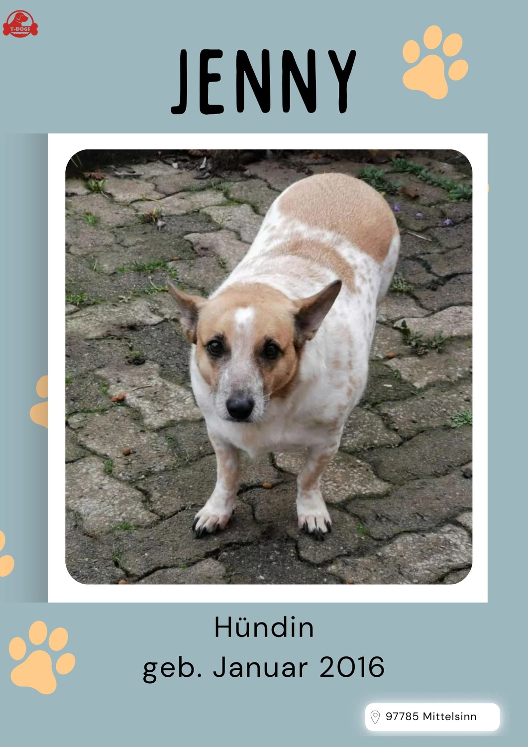 T-Dogs Hundevermittlung in 97775 Burgsinn