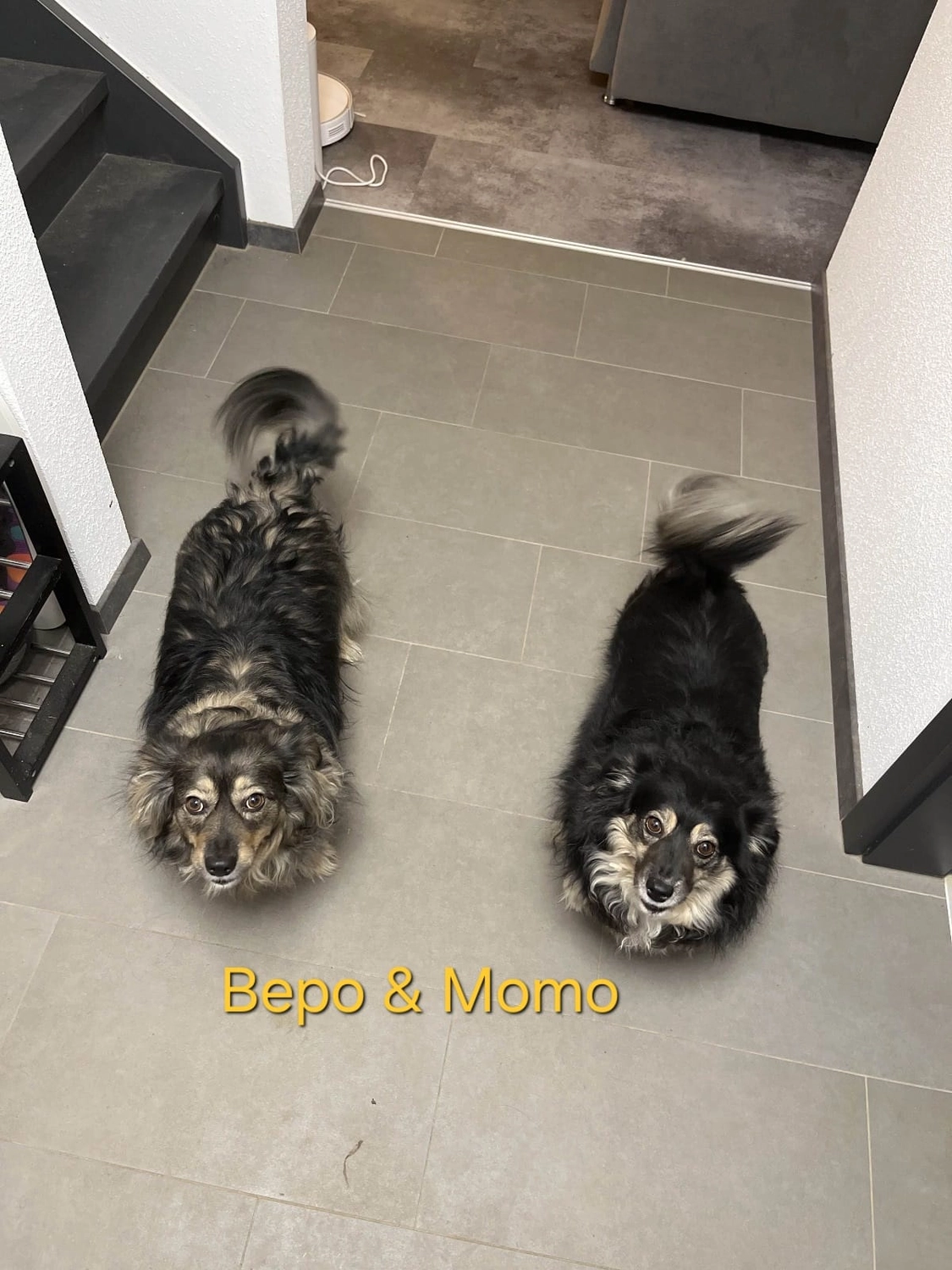 T-Dogs Hundevermittlung in 97775 Burgsinn