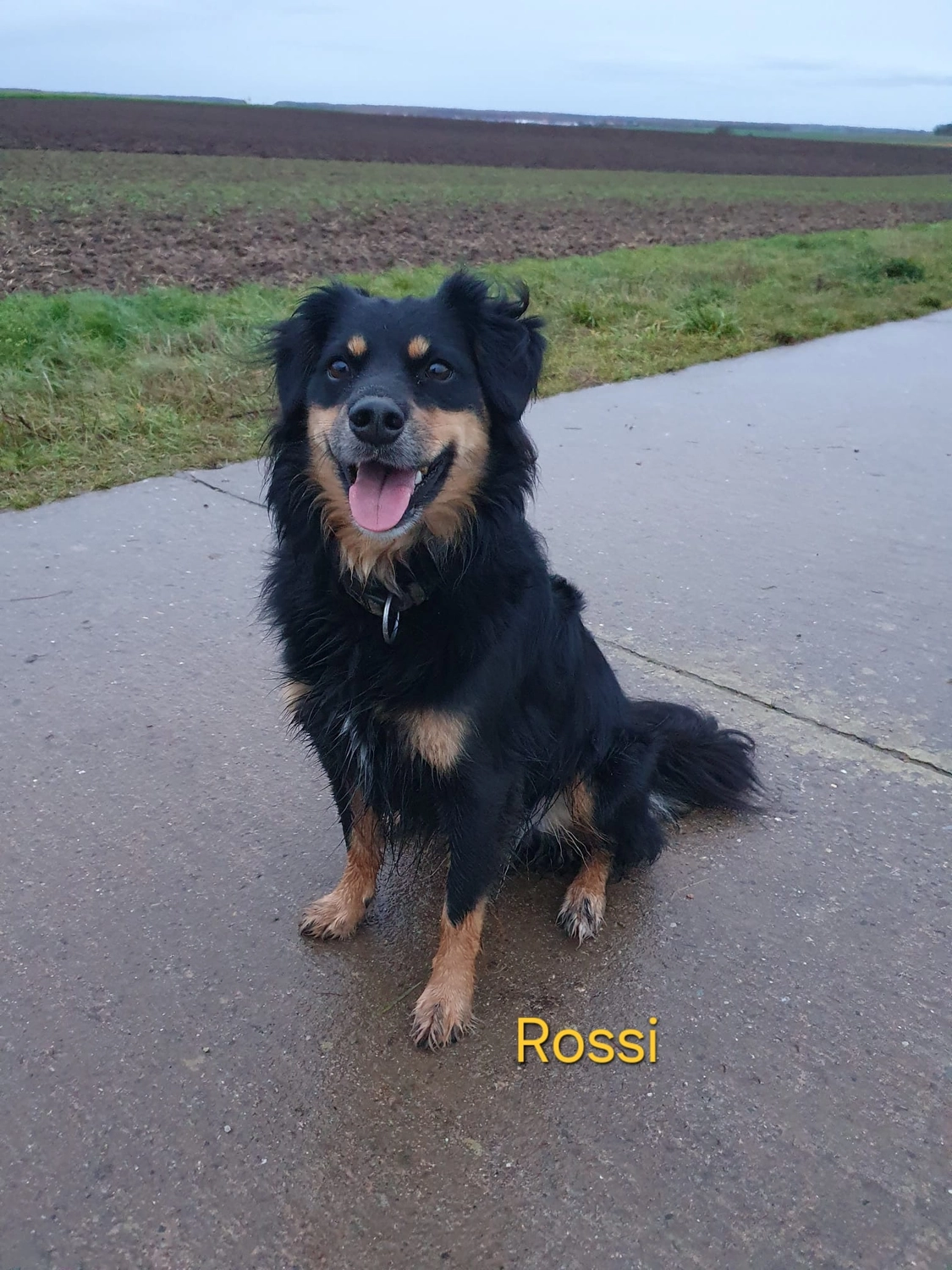 T-Dogs Hundevermittlung in 97775 Burgsinn
