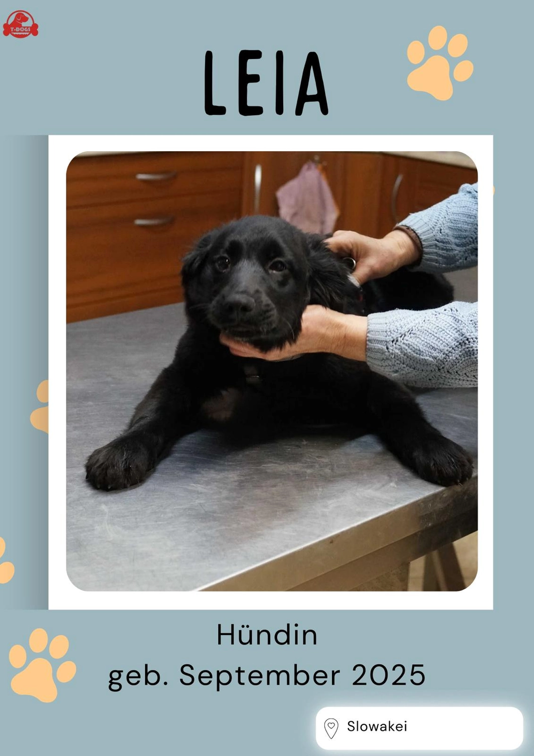 T-Dogs Hundevermittlung in 97775 Burgsinn