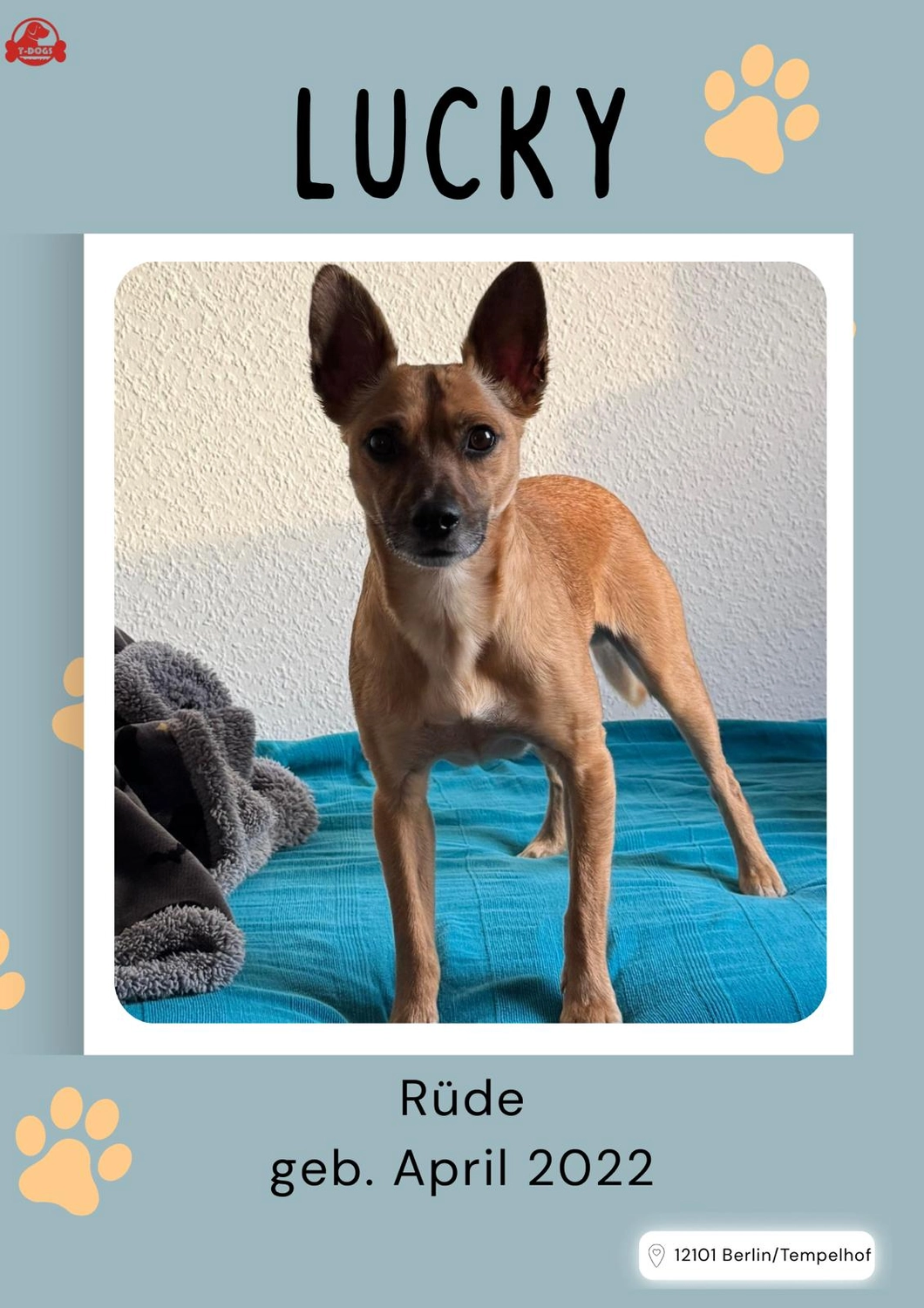 T-Dogs Hundevermittlung in 97775 Burgsinn