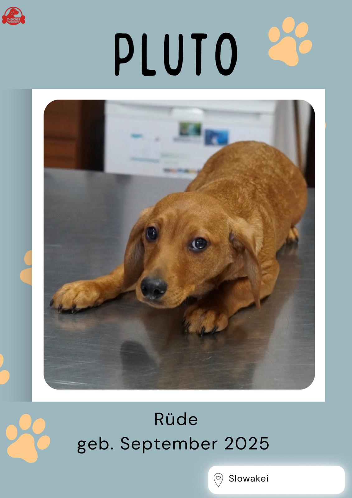 T-Dogs Hundevermittlung in 97775 Burgsinn