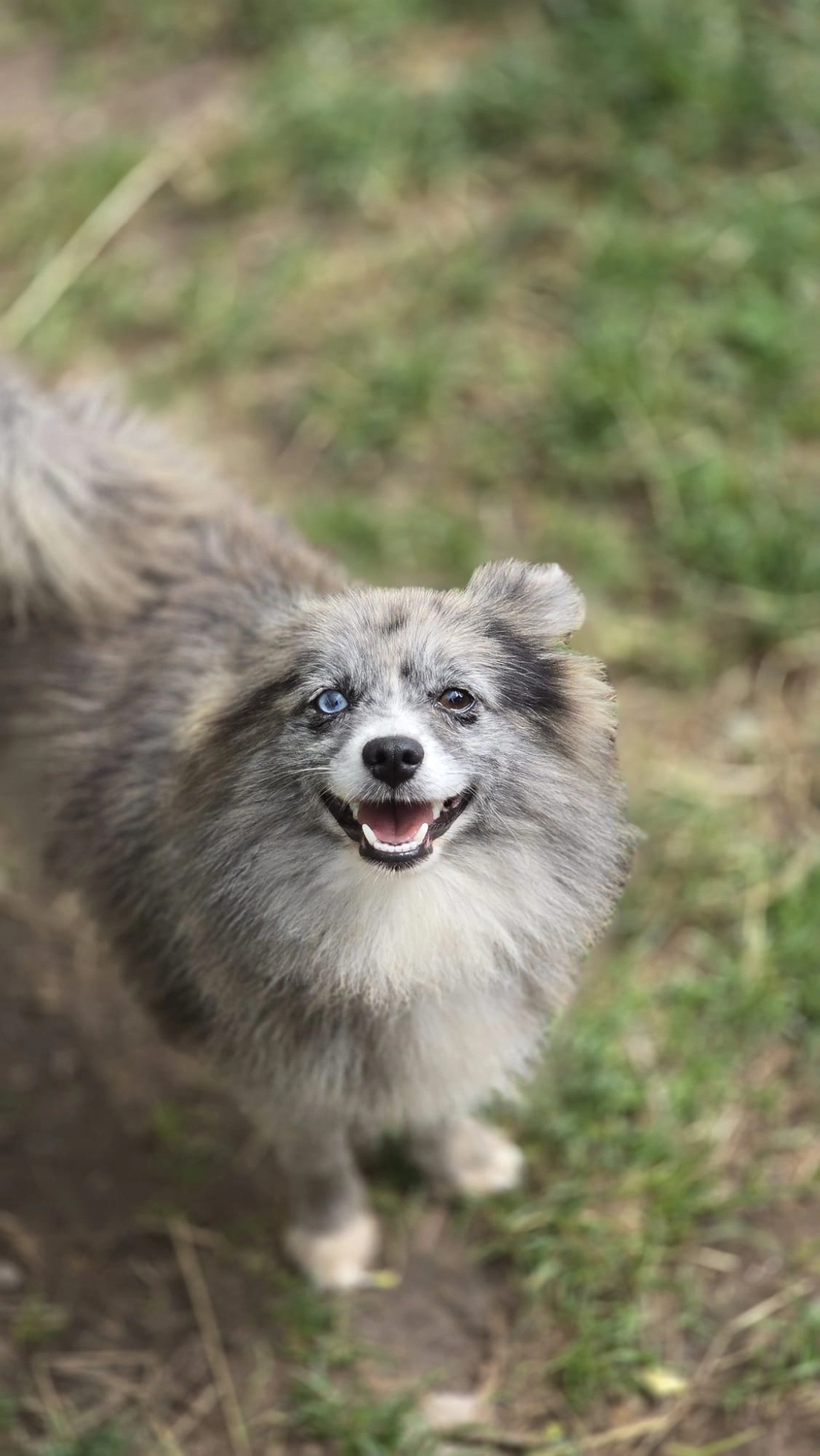 T-Dogs Tierschutzverein Burgsinn