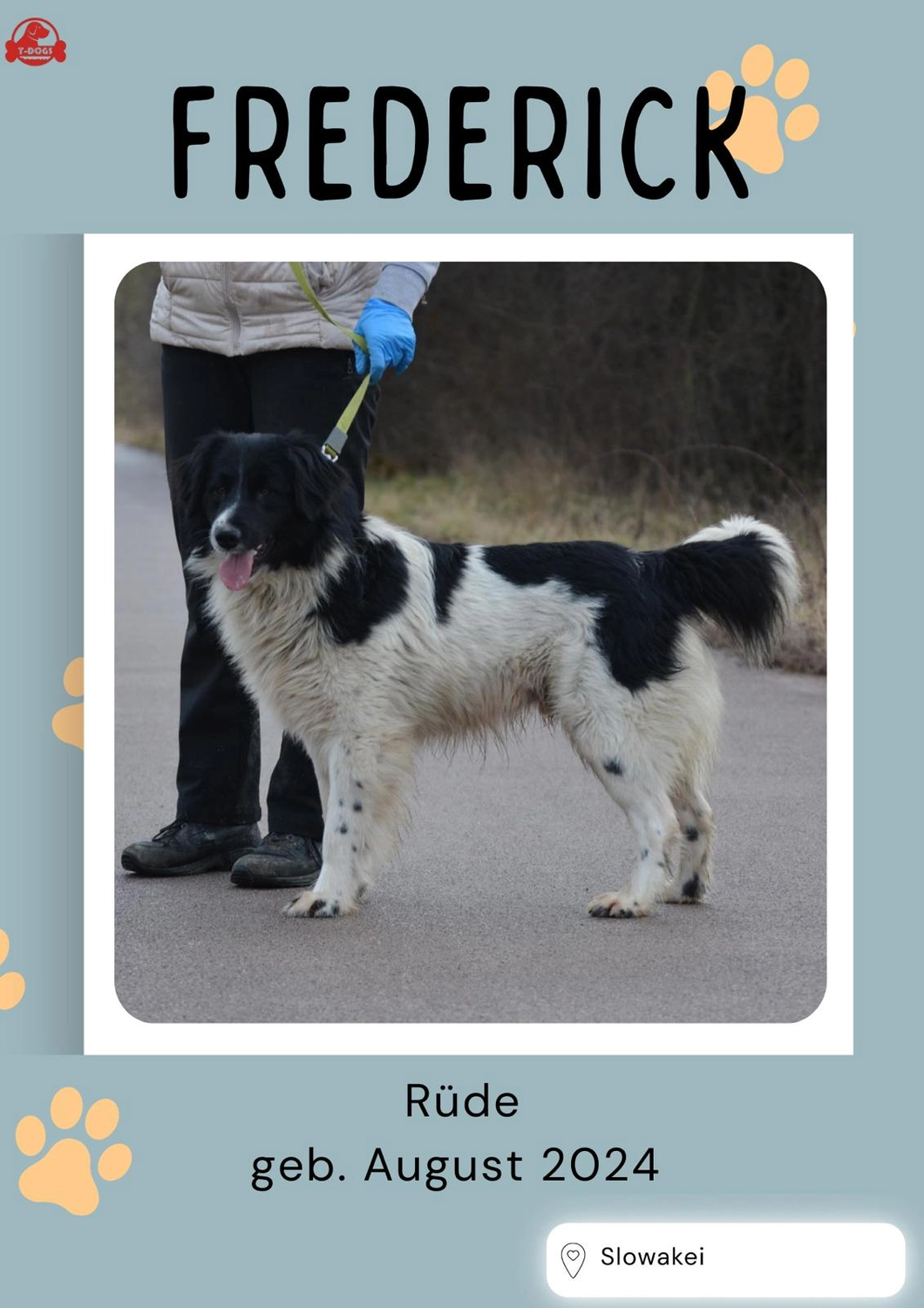 T-Dogs Hundevermittlung in 97775 Burgsinn