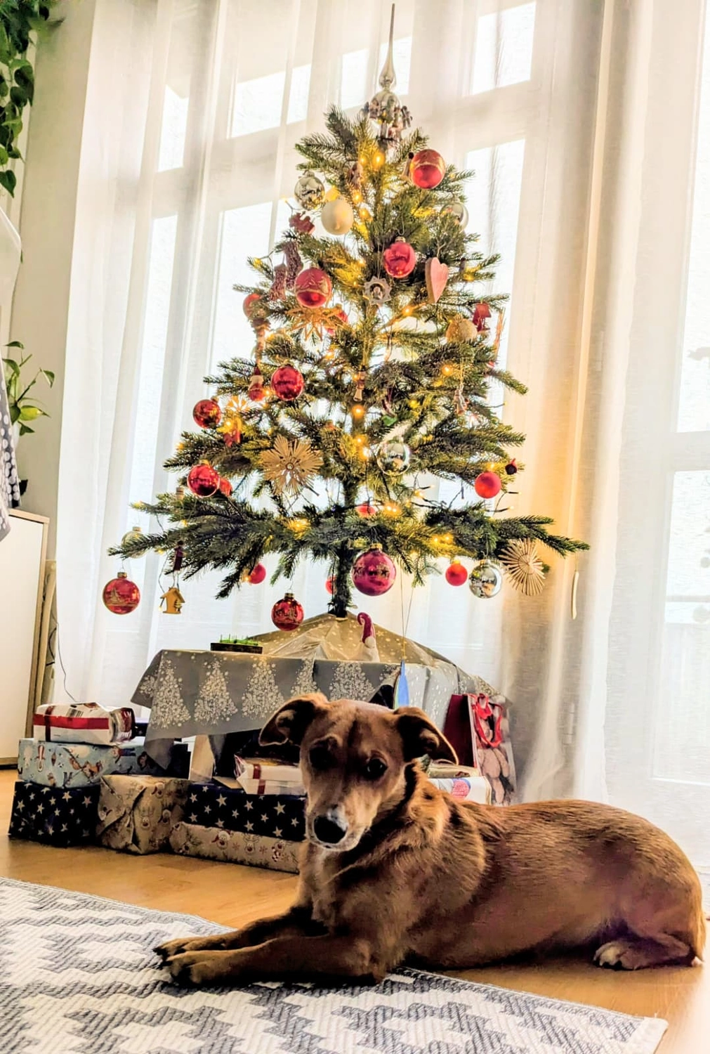 T-Dogs Hundevermittlung in 97775 Burgsinn