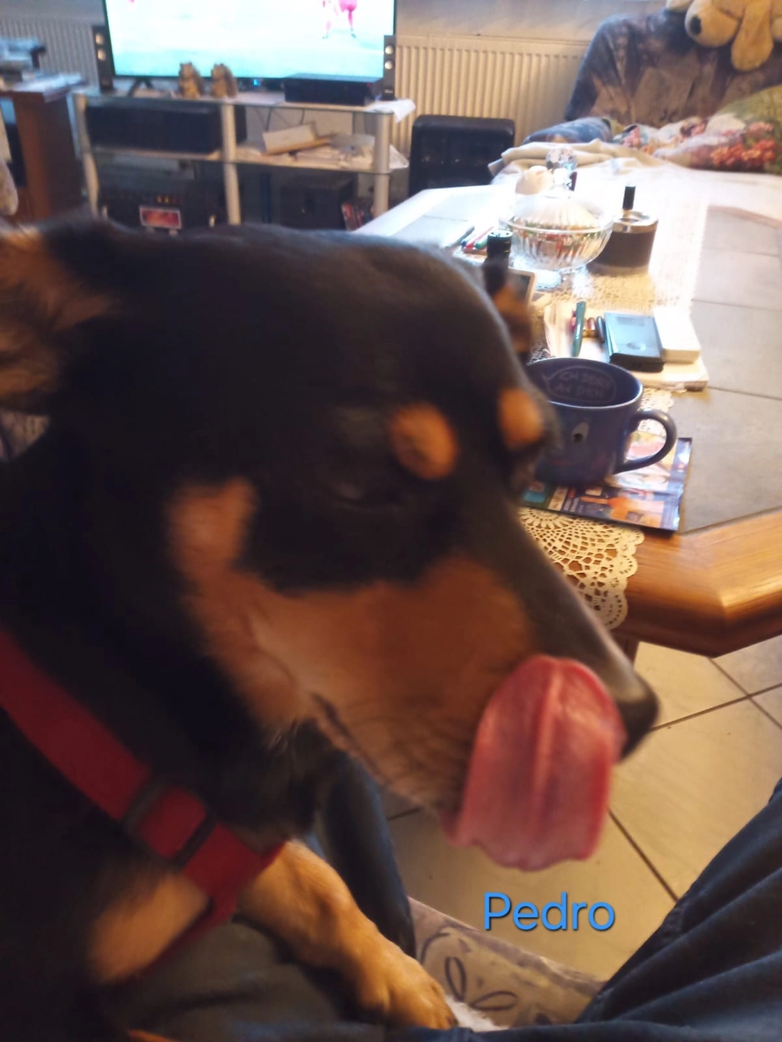 T-Dogs Hundevermittlung in 97775 Burgsinn