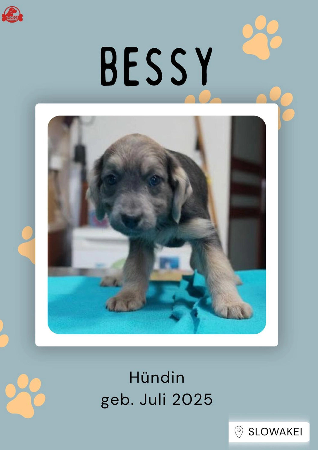 T-Dogs Hundevermittlung in 97775 Burgsinn