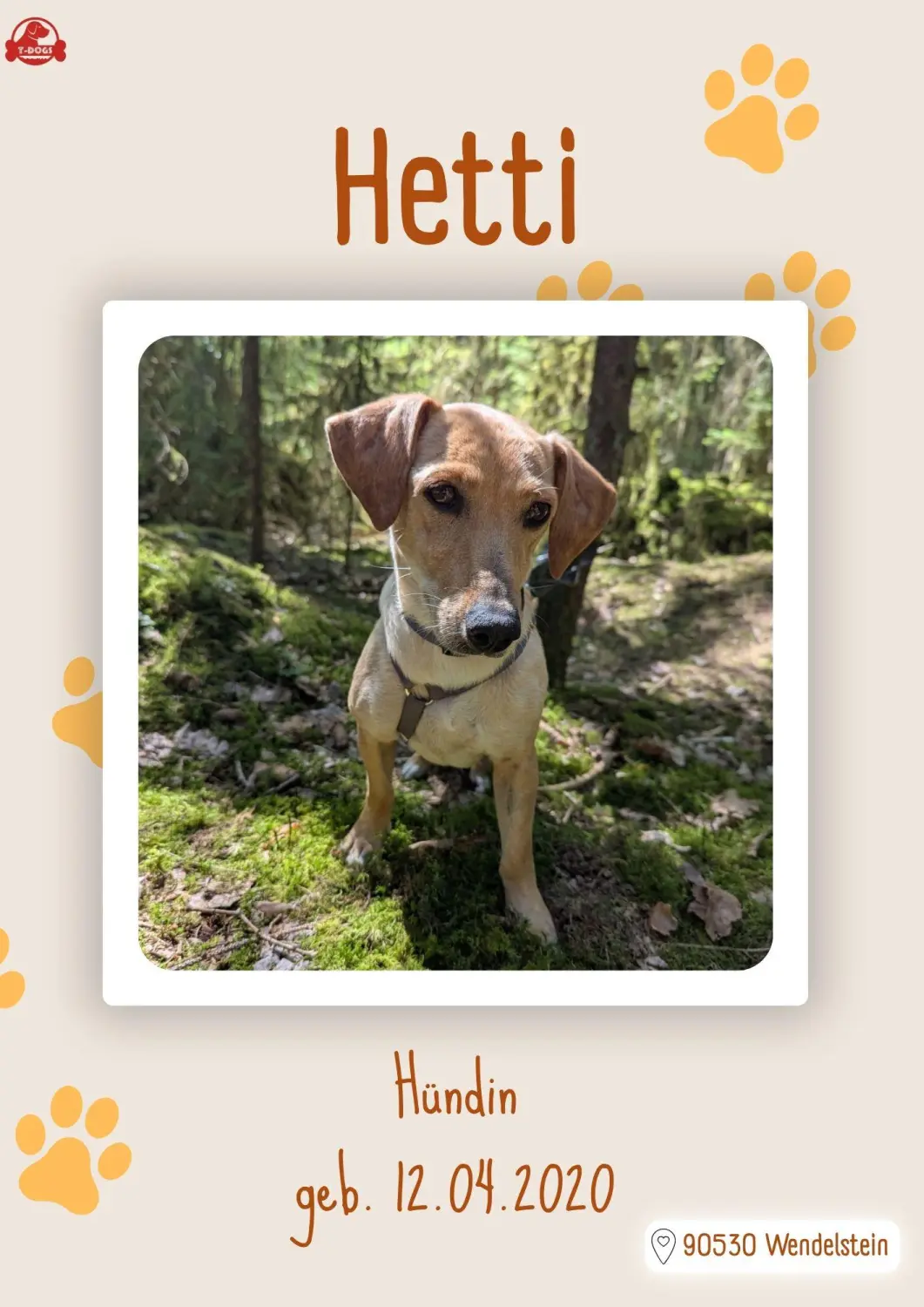 T-Dogs Hundevermittlung in 97775 Burgsinn