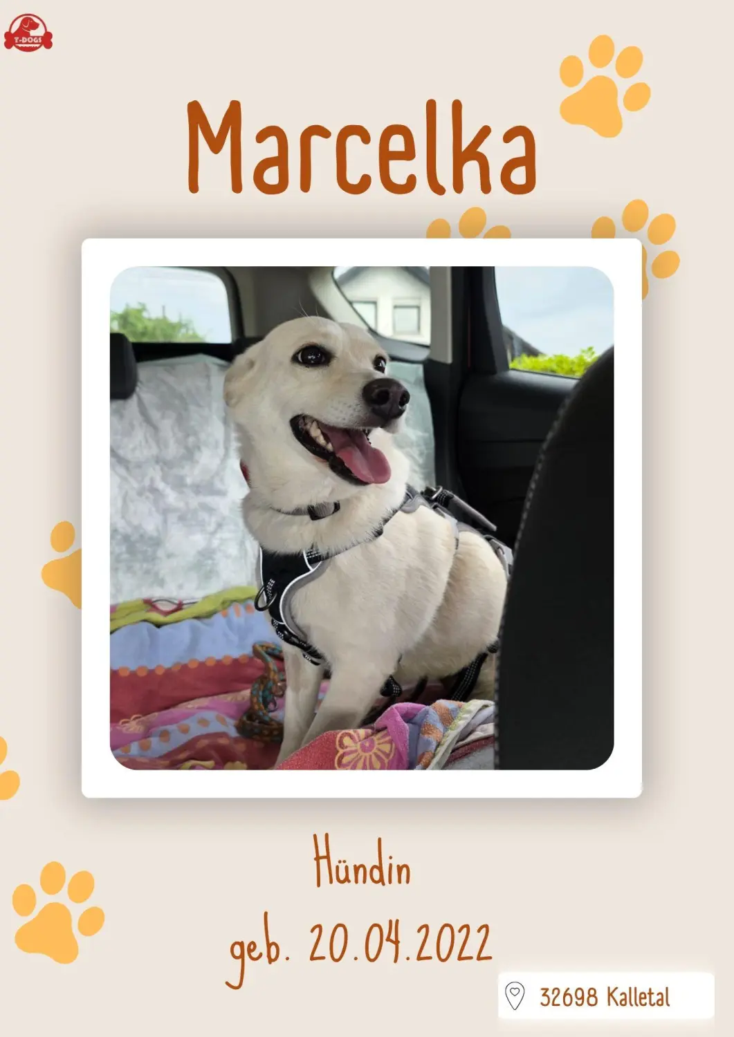 T-Dogs Hundevermittlung in 97775 Burgsinn