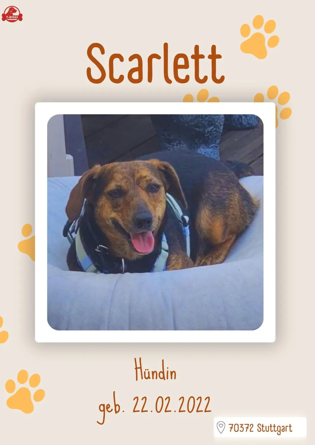 T-Dogs Hundevermittlung in 97775 Burgsinn