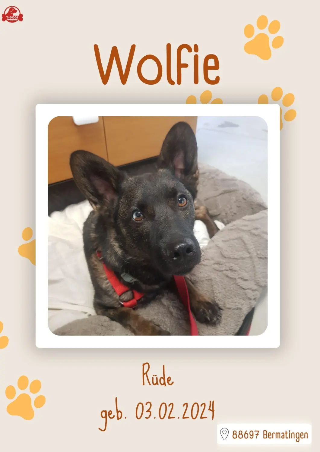 T-Dogs Hundevermittlung in 97775 Burgsinn